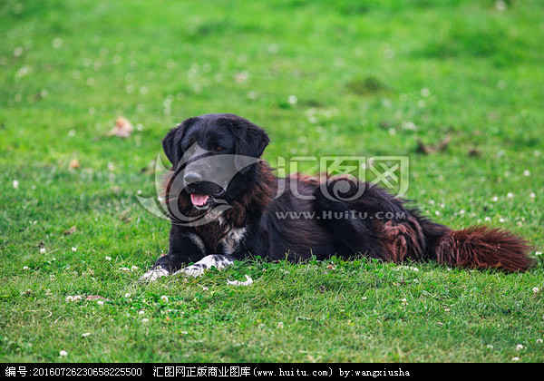 黑灰色牧羊犬 体格健壮 放牧助手 看家护...