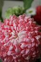 flowersgardenlove:

Chrysanthemum Flowers Garden Love
