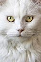 Baba ~ white long haired cat