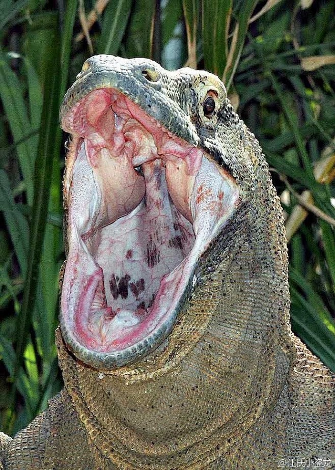 科莫多巨蜥充满各种细菌的大嘴巴
