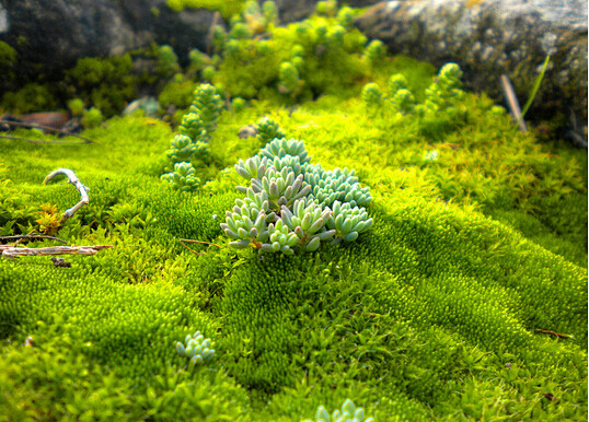 你了解苔藓植物吗，苔藓植物可以检测空气污...