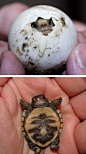 刚出生的小乌龟见过吗？可是很Q的哦！