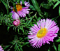 Flower, Blossom, Bloom, Purple, Plant, Close, Summer Photo - Visual Hunt