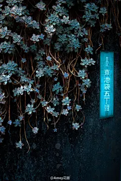 胧月#植物# #多肉#