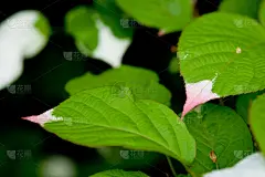 纹理效果,叶子,光合作用,复叶,水平画幅,枝繁叶茂,无人,巨大的,夏天,阴影