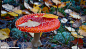 大蘑菇素材的 搜索结果_360图片