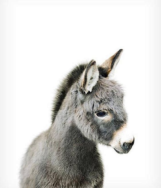 Baby donkey print Fa...