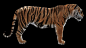 tiger - groom - lookdev 