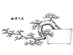 [转载]刘仲明大师手绘《岭南盆景百态图》_奶油_新浪博客