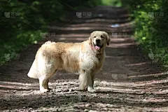 土路上的金毛寻回犬。