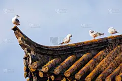 中国庙里的海鸥