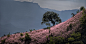 Pink Shining Grass at Sierra Mixteca by Luis Lyons on 500px