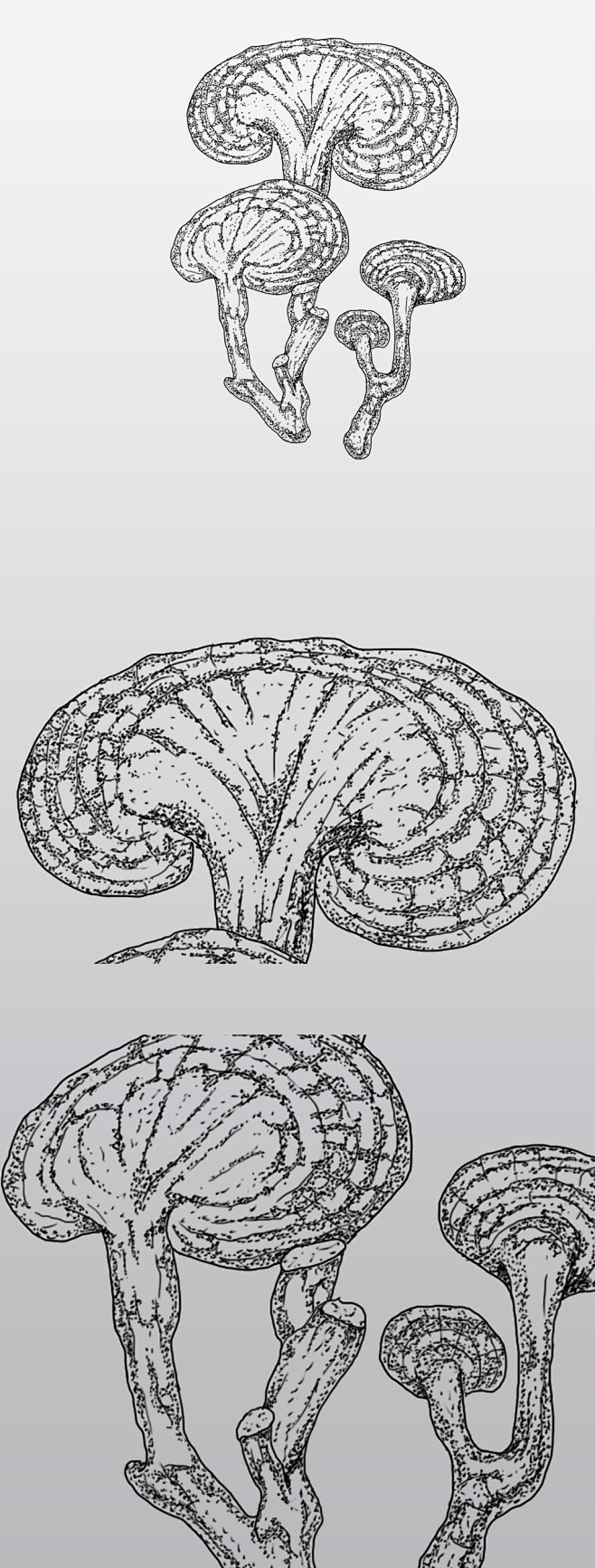 原创黑白灵芝中草药插画保健品包装设计素材