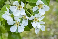 梨树开花