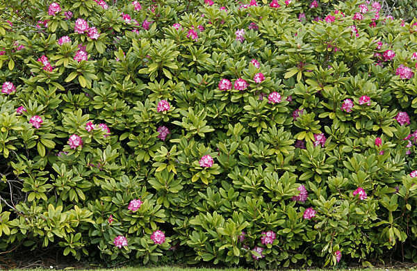 flower flowers hedge