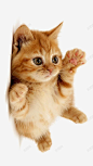 可爱猫咪 猫猫 萌宠 萌物 元素 免抠png 设计图片 免费下载 页面网页 平面电商 创意素材