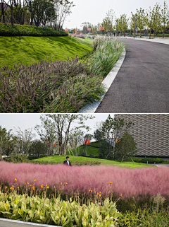 栀芓采集到花应-观赏草