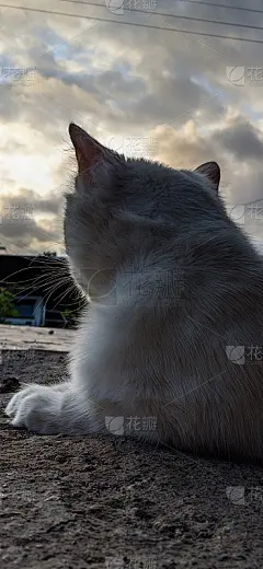 猫和《暮光之城》