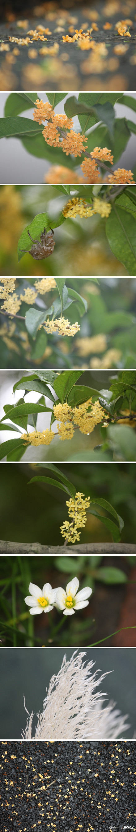 微风中带着清新的桂花香