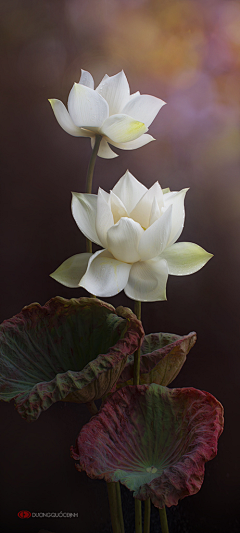 疯马黑少采集到节日微信