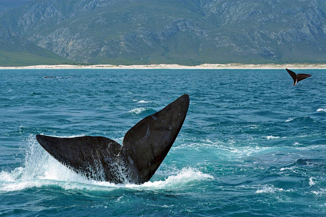 南露脊鲸