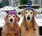 So cute with their beanies on.