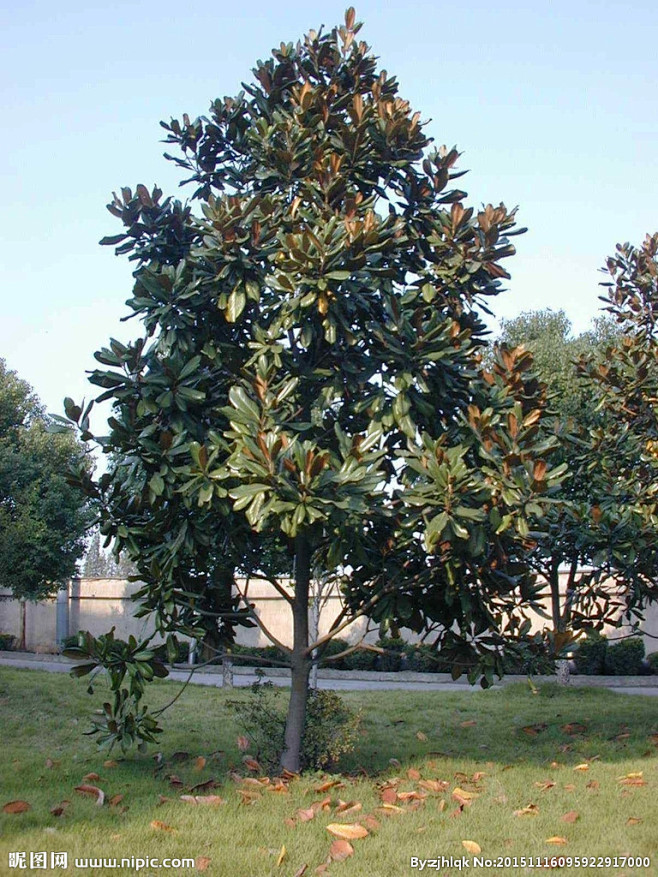 广玉兰