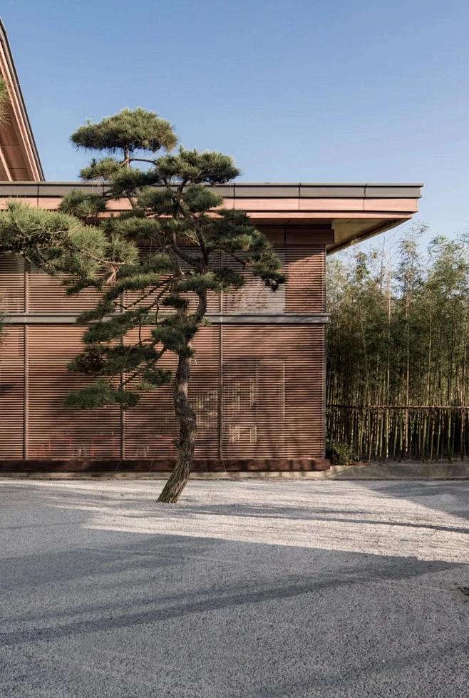 造型松