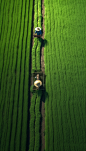 设图乡村小麦农民劳作二十四节气芒种摄影图