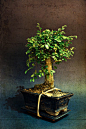 Bonsai
