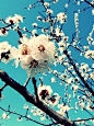 Sakura waltz、花、樱花、花骨朵、暖色