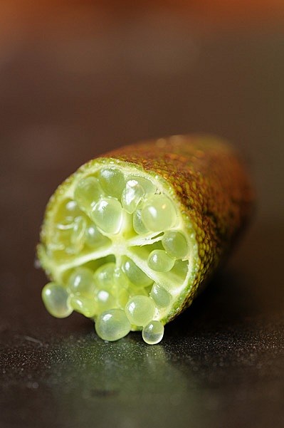 citron caviar | FOOD...