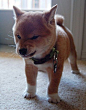 Shiba Inu: 