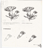 87种花卉线稿草图 花朵线稿 花草铅笔素描教程 XD019