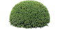 黄杨2