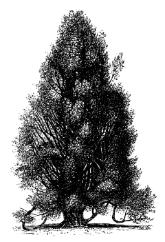 高清黑白铅笔手绘大树插画图片植物树木透明PNG免扣设计PS素材
