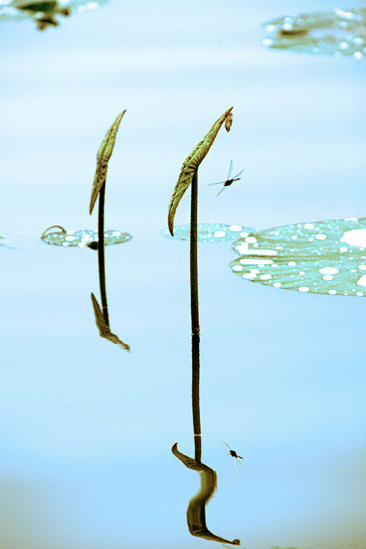 雨打新荷