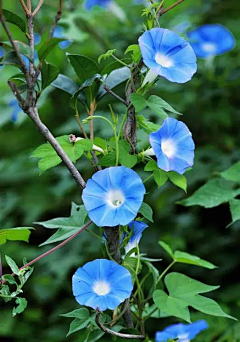 S时月S采集到花、植物