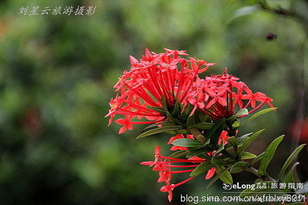 海南精致的小十字花视觉印象, 刘星云旅游...