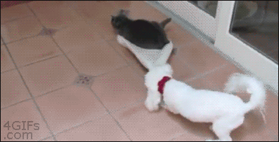 Get off my rug you l...