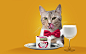 «Murcello» - premium cat food design