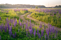 Field Road Lupine - Free photo on Pixabay 