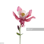 Pink & white aquilegia, columbine flower, with bud, on white. : 圖庫照片