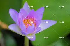 水 桌面背景 自由背景 美丽的花朵 背景 美丽的 美丽 花壁纸