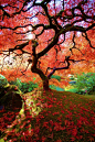 The Famous Maple - Japanese Gardens, Portland, Oregon#自然##美景##摄影师##壁