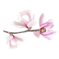 花朵免抠素材（十） - xcbwuyi6565 - wuyi