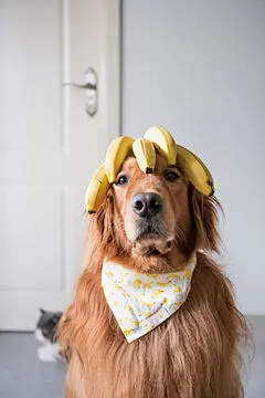 点击来源直接获取大图文件 |Golden retriever head with banana on top