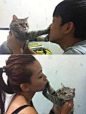为什么猫不喜欢被亲？猫咪是怎样亲吻主人的?-搜狐
