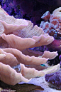 Coral (Montipora capricornus): 