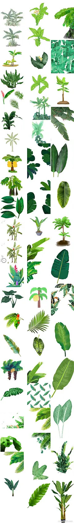 200款森系北欧热带雨林手绘水彩芭蕉叶芭蕉树PNG设计素材_PNG素材_素材下载-乐分享素材网